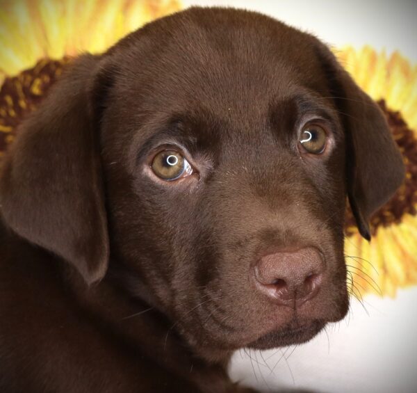 [#261167-05]  - Chocolate F Labrador Retriever Puppies For Sale