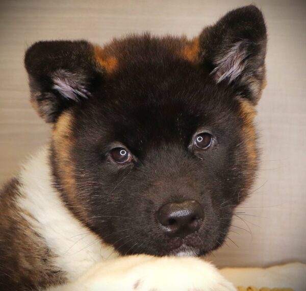 [#261168-04]  - Black / White F Akita Puppies For Sale