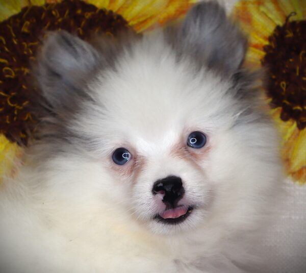 [#261120-01]  - White / Gray M Pomeranian Puppies For Sale