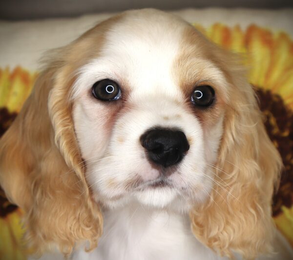 [#2616-03] Giselle - Buff / White F Cocker Spaniel Puppies For Sale