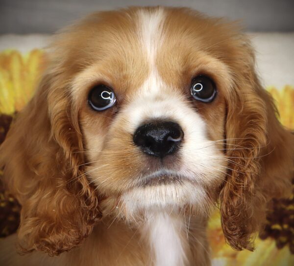 [#2616-04] Petra - Apricot F Cocker Spaniel Puppies For Sale