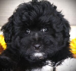 Petland Iowa City, Iowa Pomapoo puppy available