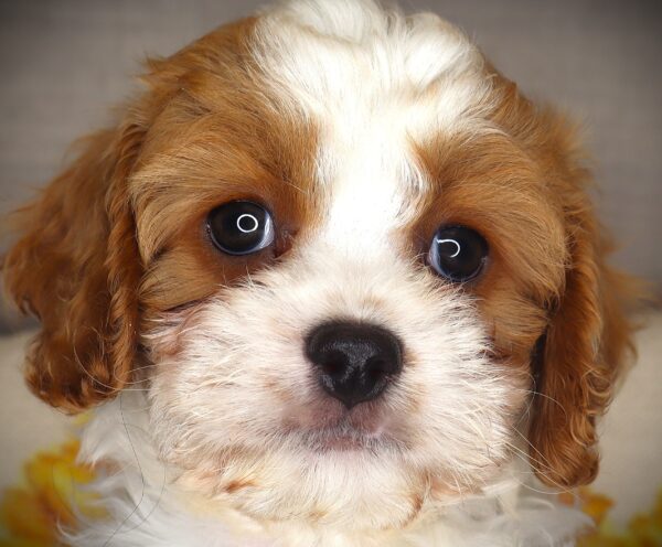 [#261249-02]  - White M Cavapoo Puppies For Sale