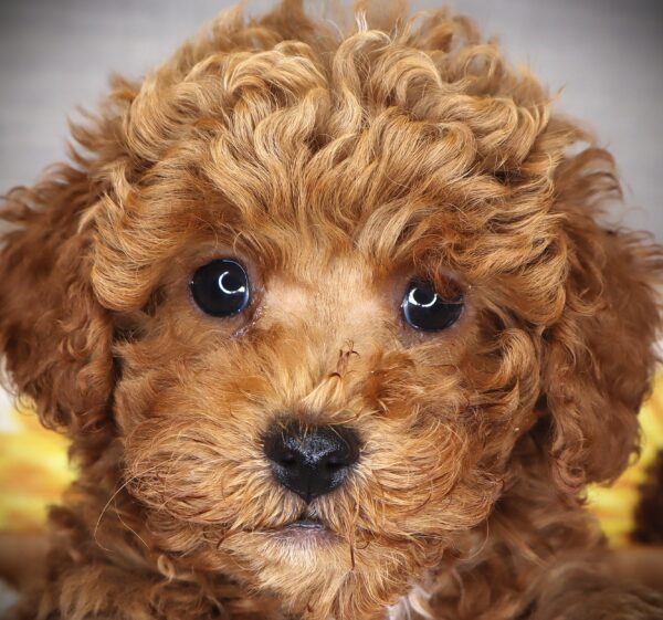 [#261253-02]  - Red / White M Poodle Puppies For Sale