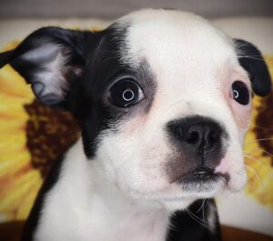 Petland Iowa City, Iowa Boston Terrier puppy available
