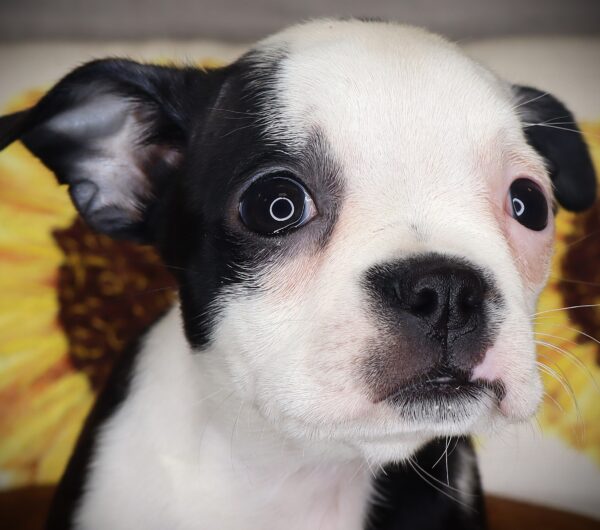 [#261337-05]  - Black / White F Boston Terrier Puppies For Sale