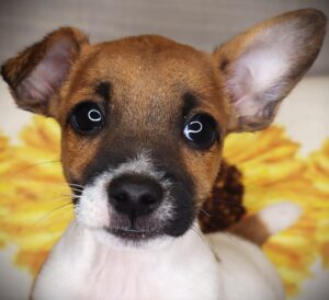 Petland Iowa City, Iowa Jack Russell Terrier puppy available
