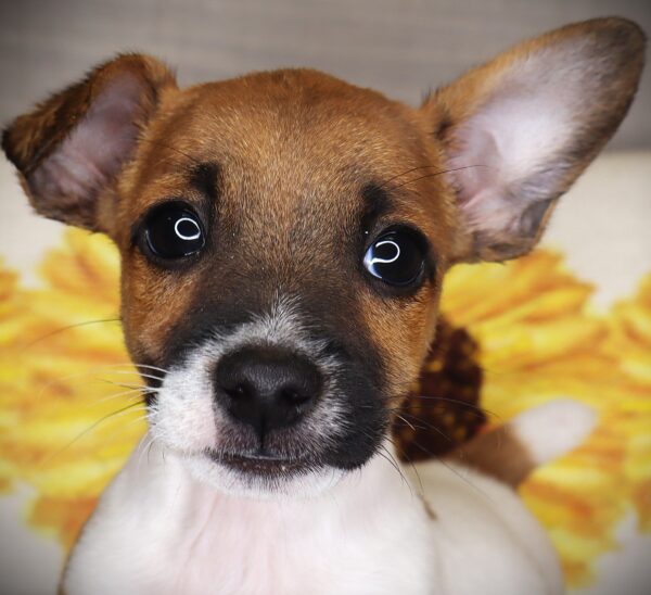 [#261319-02]  - Brown / White M Jack Russell Terrier Puppies For Sale