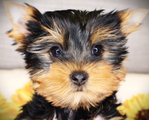 [#261348-03]  - Black / Tan M Yorkshire Terrier Puppies For Sale