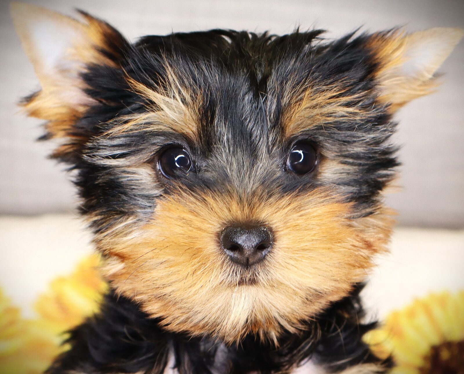 Yorkshire Terrier in Midway, IA
