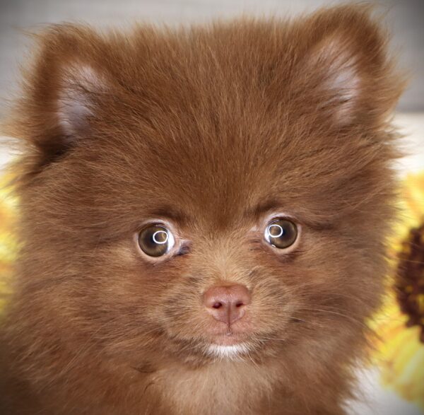 [#261118-03]  - Chocolate F Pomeranian Puppies For Sale