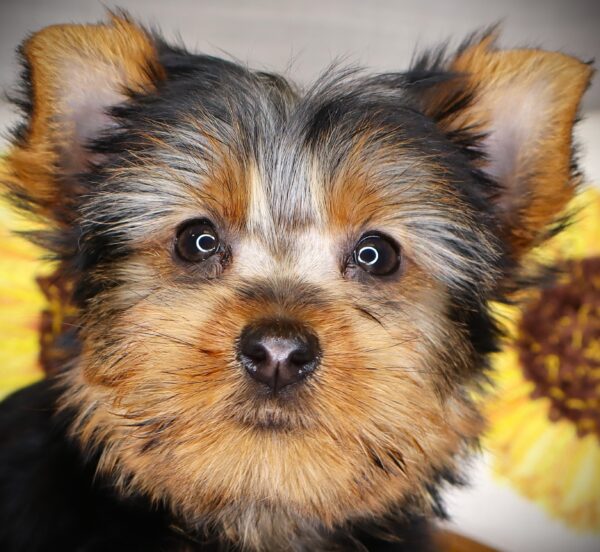 [#261609-03]  - Black / Tan F Yorkshire Terrier Puppies For Sale