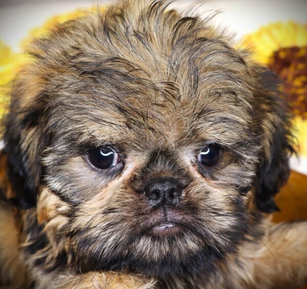 [#261447-01]  - Beige M Brussels Griffon Puppies For Sale