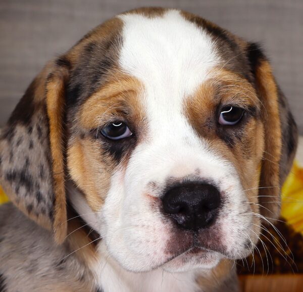 [#261277-01]  - Blue Merle White / Tan M Beabull Puppies For Sale