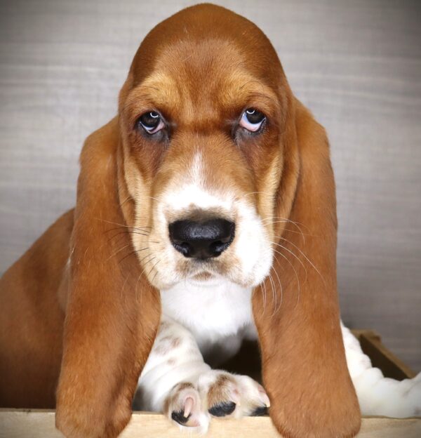 [#261478-02]  - Red / White M Basset Hound Puppies For Sale