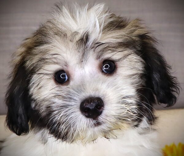 [#261701-01]  - Brown / White M Coton de Tulear Puppies For Sale