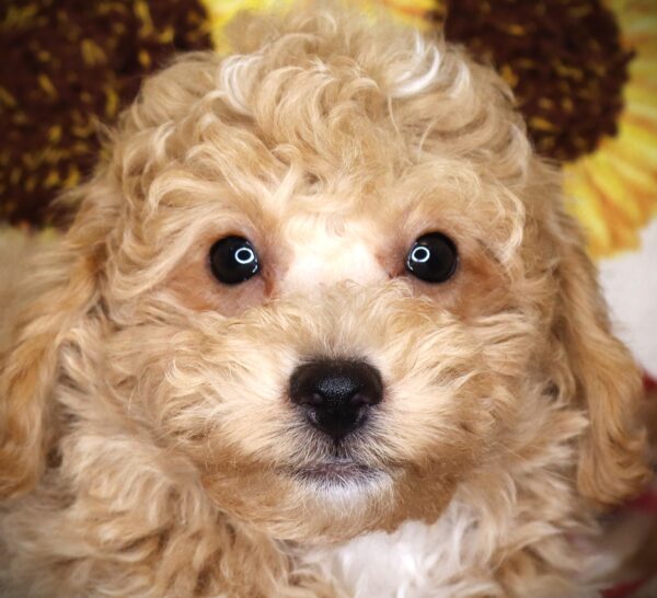 [#261257-01]  - Apricot M Bichapoo Puppies For Sale