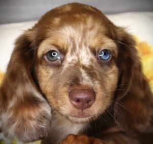 Petland Iowa City, Iowa Dachshund puppy available