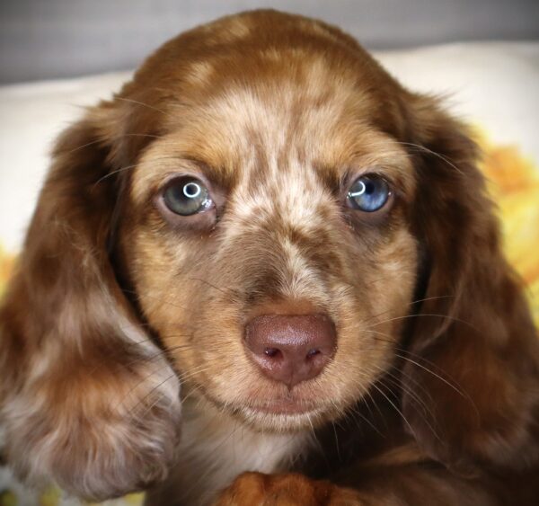 [#261350-01]  - Chocolate / Tan M Dachshund Puppies For Sale