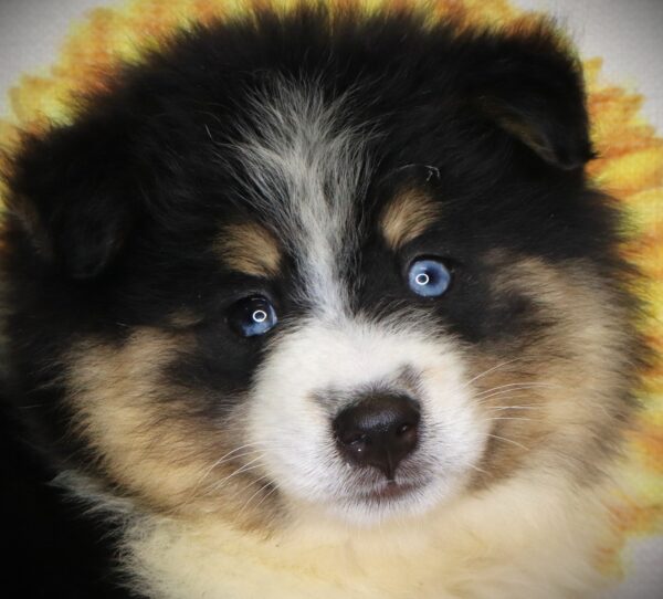 [#261484-02]  - Black / White M Pomsky 2nd Gen Puppies For Sale