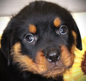 Rottweiler (M) 24711