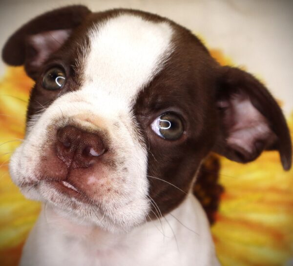 [#261403-04]  - Red / White M Boston Terrier Puppies For Sale