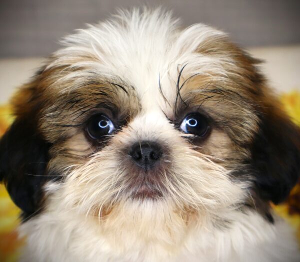 [#261338-04]  - Brown Sable F Shih Tzu Puppies For Sale