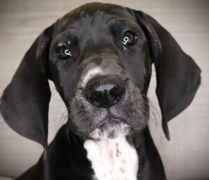 Great Dane (F) 24717
