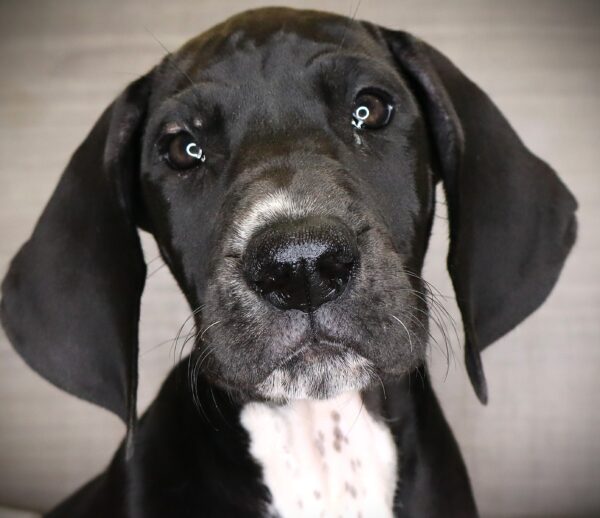 [#261622-03]  - Black F Great Dane Puppies For Sale