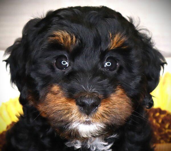[#261286-06]  - Black / Tan F Bernedoodle Mini 2nd Gen Puppies For Sale