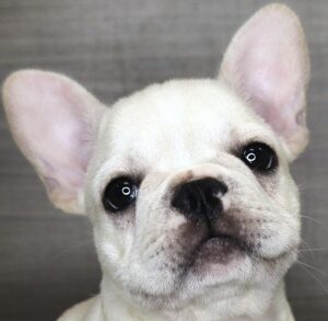 Petland Iowa City, Iowa French Bulldog puppy available
