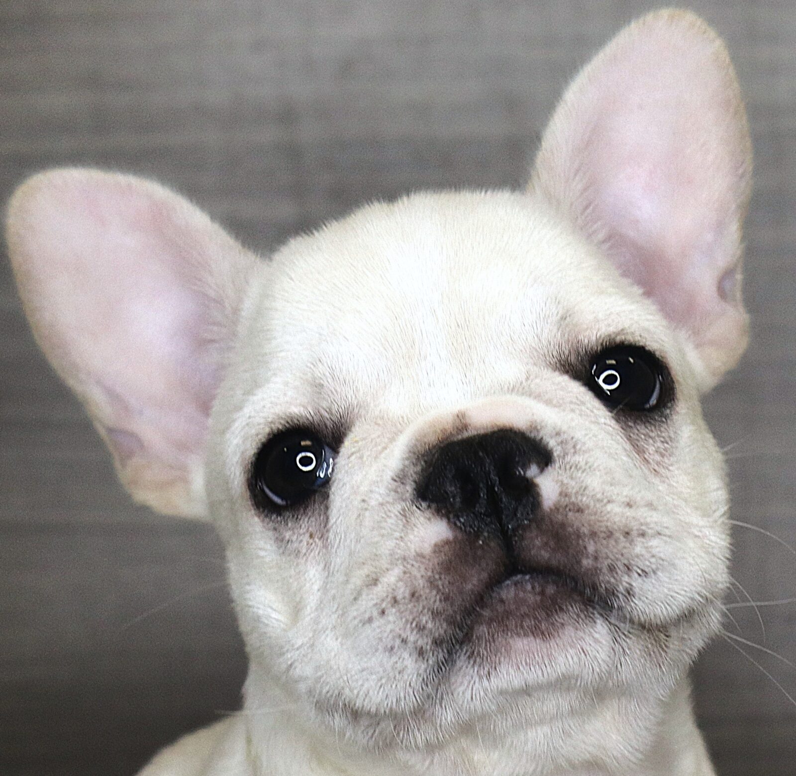 French Bulldog in Midway, IA