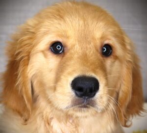 Petland Iowa City, Iowa Golden Retriever puppy available