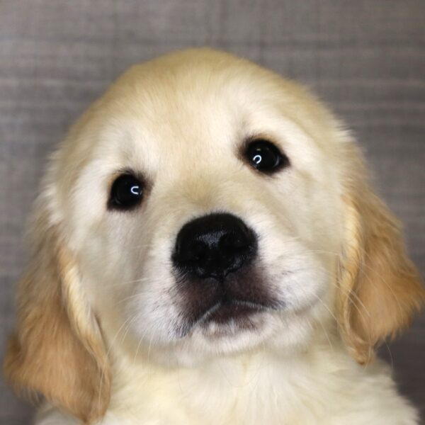 [#2611-05]  - Light Golden M Golden Retriever Puppies For Sale