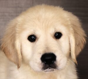 Golden Retriever (M) 24731
