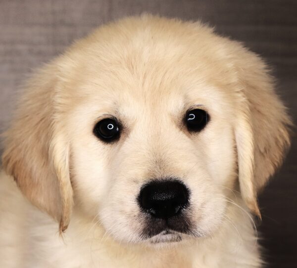 [#2611-06]  - Light Golden M Golden Retriever Puppies For Sale