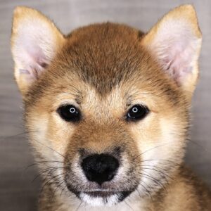 Petland Iowa City, Iowa Shiba Inu puppy available