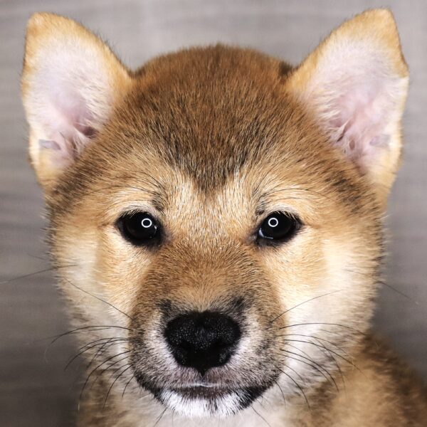 [#261410-02]  - Red Sesame M Shiba Inu Puppies For Sale