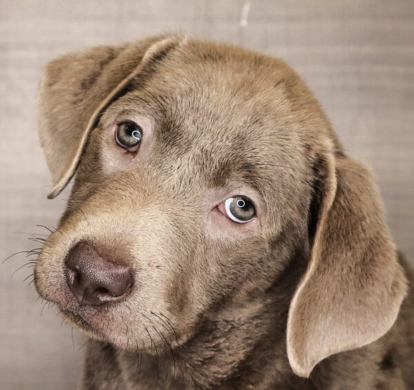 [#261504-02]  - Silver F Labrador Retriever Puppies For Sale