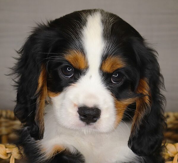 [#261703-04]  - Tri-Colored M Cavalier King Charles Spaniel Puppies For Sale