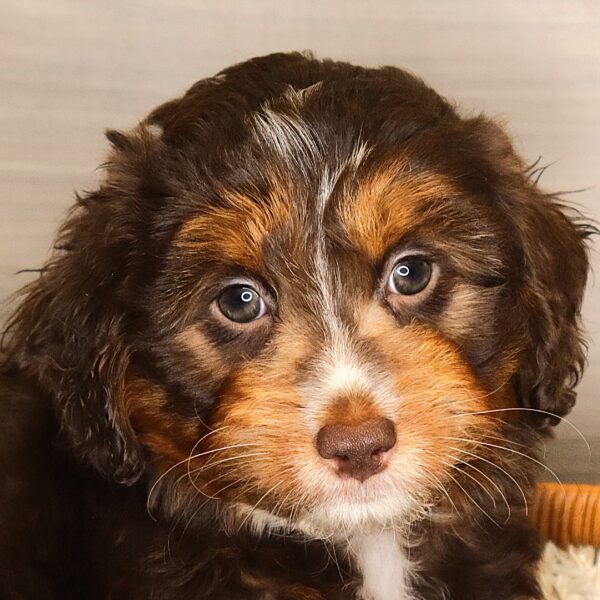 [#261455-05]  - Chocolate F Aussiedoodle Mini Puppies For Sale