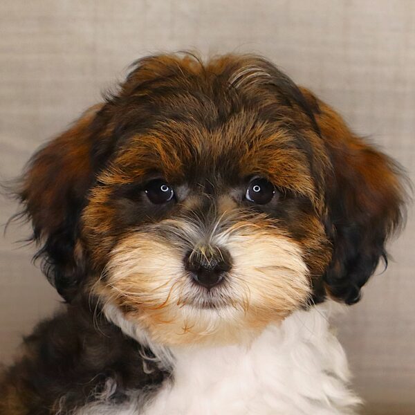 [#261235-03]  - Black M Schnoodle Puppies For Sale