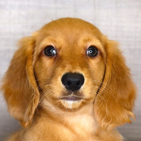 [#2612-03]  - Cream M Dachshund Puppies For Sale