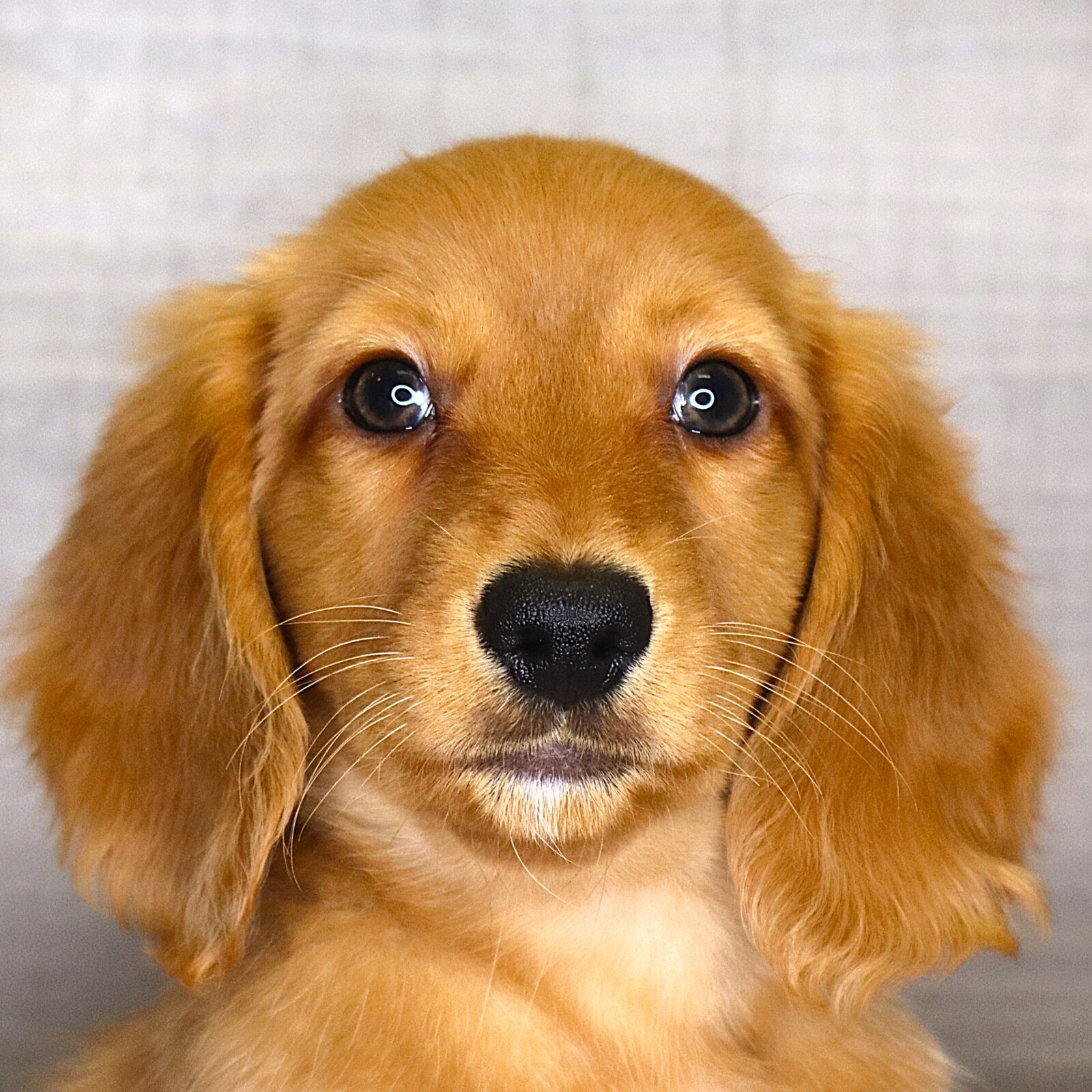 Dachshund in Midway, IA