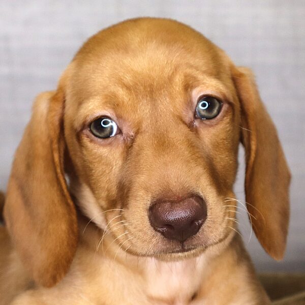 [#2612-04]  - Cream F Dachshund Puppies For Sale