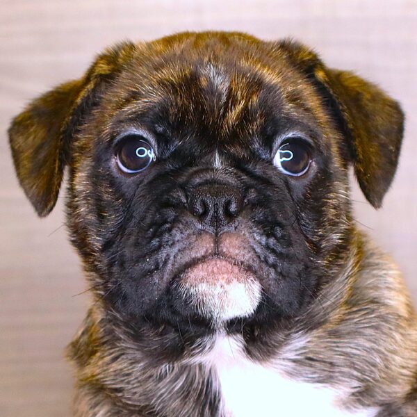 [#2614-01]  - Brindle / White M Bulldog/Pug Puppies For Sale