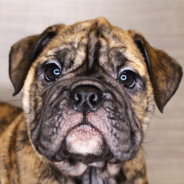 [#2613-05]  - Brindle F Bulldog/Bulldog Mini Puppies For Sale