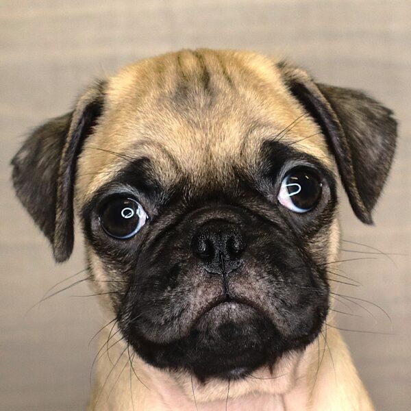 [#261499-03]  - Fawn M Pug Puppies For Sale