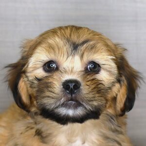 Petland Iowa City, Iowa Lhasa Apso puppy available