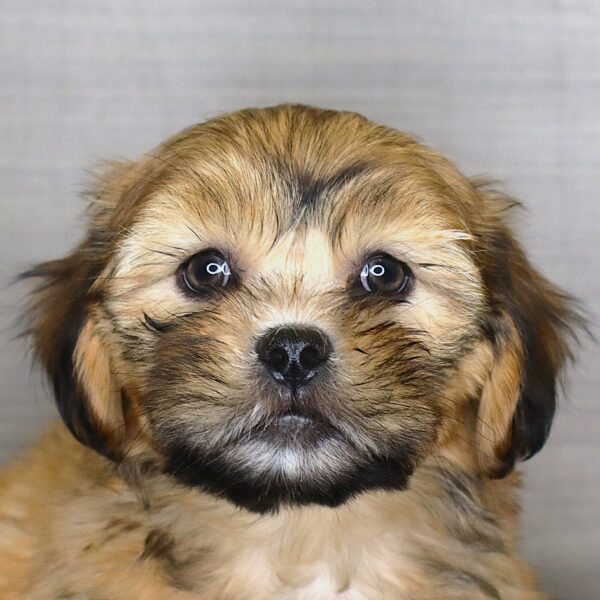 [#261595-02]  - Brindle M Lhasa Apso Puppies For Sale